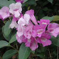 凌霄花
